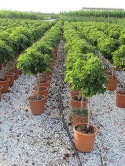 Amberboom Op Stam (Liquidambar 'Gum Ball') 26 Amberboom Op Stam (Liquidambar 'Gum Ball') -Garden Plants Series Store liquidambar gum ball 80 cm stam 3 1