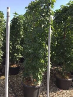 Amberboom Als Leivorm (Liquidambar Styraciflua) -Garden Plants Series Store liquidambar lage leivorm c60 1