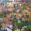 Amberboom Als Leiboom (Liquidambar Styraciflua) -Garden Plants Series Store liquidambar leiboom 1
