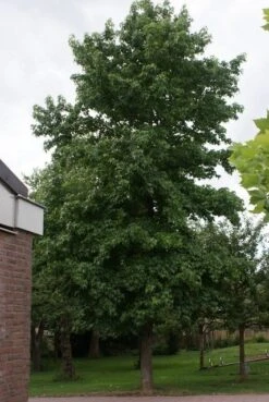 Amberboom (Liquidambar Styraciflua) -Garden Plants Series Store liquidambar styraciflua 1