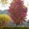 Amberboom (Liquidambar Styraciflua 'Worplesdon') -Garden Plants Series Store liquidambar styraciflua01