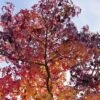 Amberboom (Liquidambar Styraciflua) -Garden Plants Series Store liquidambar styraciflua03 1 1