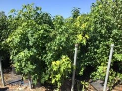 Meerstammige Amberboom (Liquidambar Styraciflua) 31 Meerstammige Amberboom (Liquidambar Styraciflua) -Garden Plants Series Store liquidambar styraciflua 100 125cm meerstammig 2