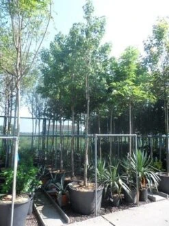 Amberboom (Liquidambar Styraciflua) -Garden Plants Series Store liquidambar styraciflua 16 18ho cont 1