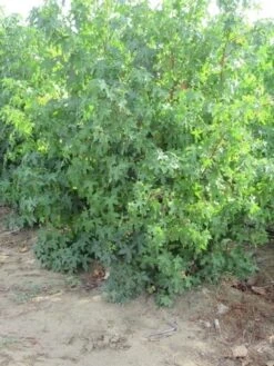 Amberboom Als Struik (Liquidambar Styraciflua) -Garden Plants Series Store liquidambar styraciflua 175 200