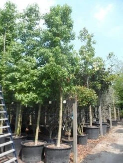 Amberboom (Liquidambar Styraciflua) -Garden Plants Series Store liquidambar styraciflua 25 30ho cont 1