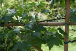 Amberboom Als Leivorm (Liquidambar Styraciflua) -Garden Plants Series Store liquidambar styraciflua 3 1