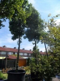 Amberboom (Liquidambar Styraciflua) -Garden Plants Series Store liquidambar styraciflua 40 45ho c1000 1