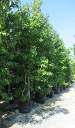 Meerstammige Amberboom (Liquidambar Styraciflua) 21 Meerstammige Amberboom (Liquidambar Styraciflua) -Garden Plants Series Store liquidambar styraciflua 500 550 meerstammig 5 2