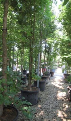 Meerstammige Amberboom (Liquidambar Styraciflua) 20 Meerstammige Amberboom (Liquidambar Styraciflua) -Garden Plants Series Store liquidambar styraciflua 500 550 meerstammig 6 2