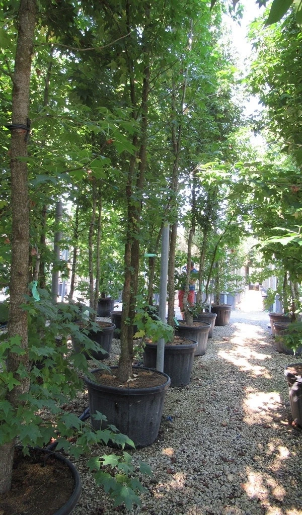 Meerstammige Amberboom (Liquidambar Styraciflua) 6 Meerstammige Amberboom (Liquidambar Styraciflua) - Image 4