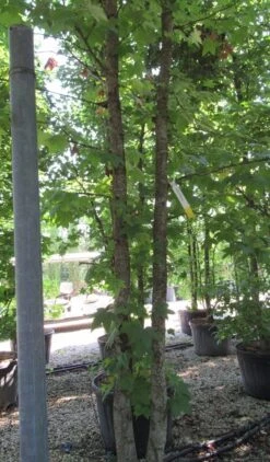 Meerstammige Amberboom (Liquidambar Styraciflua) 18 Meerstammige Amberboom (Liquidambar Styraciflua) -Garden Plants Series Store liquidambar styraciflua 500 550 meerstammig 8 1 2