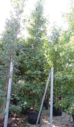 Meerstammige Amberboom (Liquidambar Styraciflua) 19 Meerstammige Amberboom (Liquidambar Styraciflua) -Garden Plants Series Store liquidambar styraciflua 500 550 meerstammig 9 2