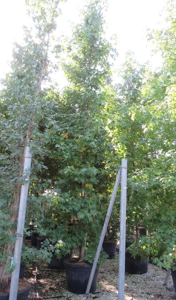 Meerstammige Amberboom (Liquidambar Styraciflua) 5 Meerstammige Amberboom (Liquidambar Styraciflua) - Image 3