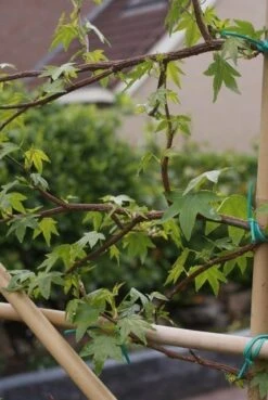 Amberboom Als Leivorm (Liquidambar Styraciflua) -Garden Plants Series Store liquidambar styraciflua 5 1