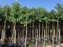 Amberboom (Liquidambar Styraciflua) -Garden Plants Series Store liquidambar styraciflua 6 8cm 1