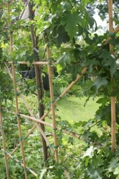 Amberboom Als Leivorm (Liquidambar Styraciflua) -Garden Plants Series Store liquidambar styraciflua 6 1