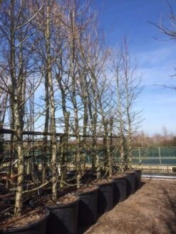 Amberboom (Liquidambar Styraciflua) -Garden Plants Series Store liquidambar styraciflua geveerd 2025 2 1