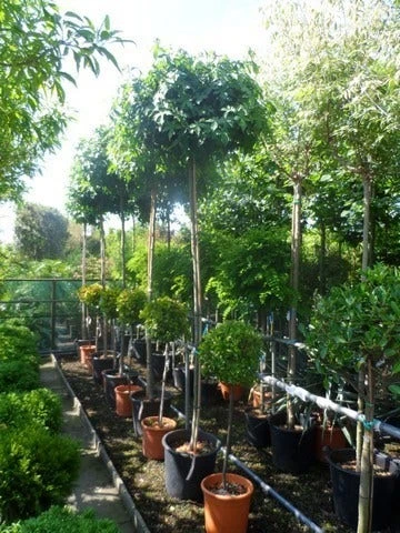 Amberboom (Liquidambar 'Gum Ball') 13 Amberboom (Liquidambar 'Gum Ball') - Image 11