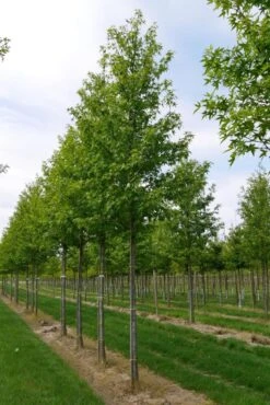 Grote Amberboom (Liquidambar Styraciflua 'Worplesdon') -Garden Plants Series Store liquidambar styraciflua worplesdon 20 25 1
