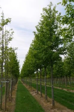 Grote Amberboom (Liquidambar Styraciflua 'Worplesdon') -Garden Plants Series Store liquidambar styraciflua worplesdon 25 30 1