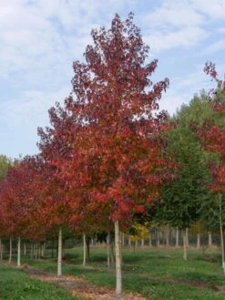 Grote Amberboom (Liquidambar Styraciflua 'Worplesdon') -Garden Plants Series Store liquidambar styraciflua worplesdon 35 40 1