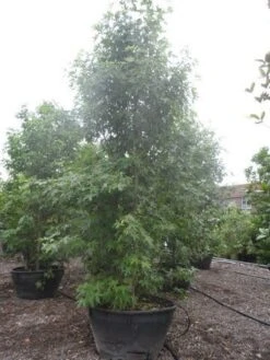 Amberboom Als Struik (Liquidambar Styraciflua 'Worplesdon') -Garden Plants Series Store liquidambar styraciflua worplesdon 350 400 500 c500 meerstammig