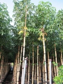 Amberboom (Liquidambar Styraciflua) -Garden Plants Series Store liquidambar styracuflua 1