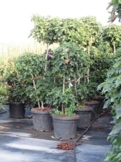 Amberboom Als Bonsai (Liquidambar 'Gum Ball') -Garden Plants Series Store liquidambar triobol 2 1