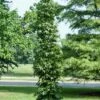 Amberboom (Liquidambar Styraciflua 'Slender Silhouette') 2 Amberboom (Liquidambar Styraciflua 'Slender Silhouette') -Garden Plants Series Store liquidambarslendersilhouetvi 1