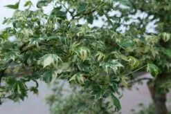 Amberboom (Liquidambar Styraciflua 'Variegata') -Garden Plants Series Store liquidambarvariegatavi01 1