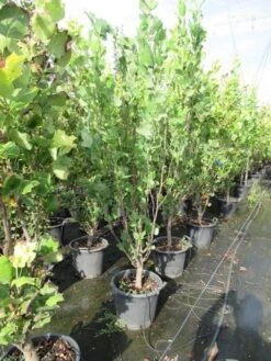 Tulpenboom (Liriodendron Tulipfera 'Fastigiata') -Garden Plants Series Store liriodendron tulipfera fastigiata 0175 200