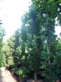 Tulpenboom (Liriodendron Tulipfera 'Fastigiata') -Garden Plants Series Store liriodendron tulipifera fastigiata 350 400 500 cont