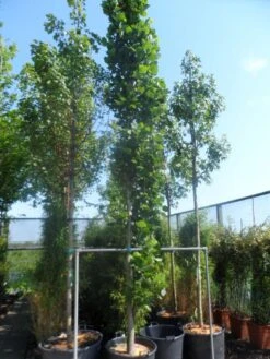 Tulpenboom (Liriodendron Tulipfera 'Fastigiata') -Garden Plants Series Store liriodendron tulipifera fastigiatum 400 500 cont
