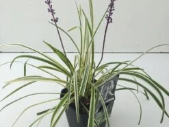Leliegras (Liriope Muscari 'Variegata') -Garden Plants Series Store liriope variegata v2 1