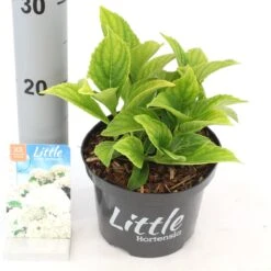 Kleinblijvende Hortensia (Hydrangea Macr. 'Little White'®) -Garden Plants Series Store littlewhite