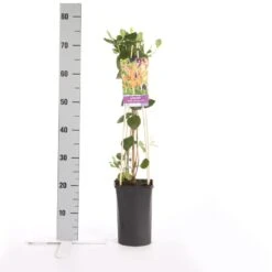 Kamperfoelie (Lonicera Heckrottii 'American Beauty') -Garden Plants Series Store lonicera heckrottii american beauty