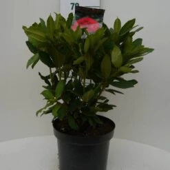 Rhododendron (Rhododendron 'Lord Roberts') -Garden Plants Series Store lord robert c7.5 voor