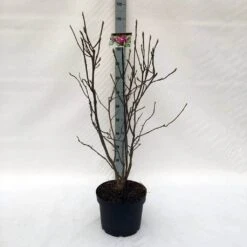 Beverboom (Magnolia Liliiflora 'Nigra') -Garden Plants Series Store m. lil. nigra c10