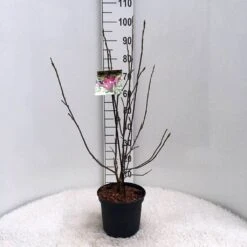 Beverboom (Magnolia Liliiflora 'Nigra') -Garden Plants Series Store m. lil. nigra c5