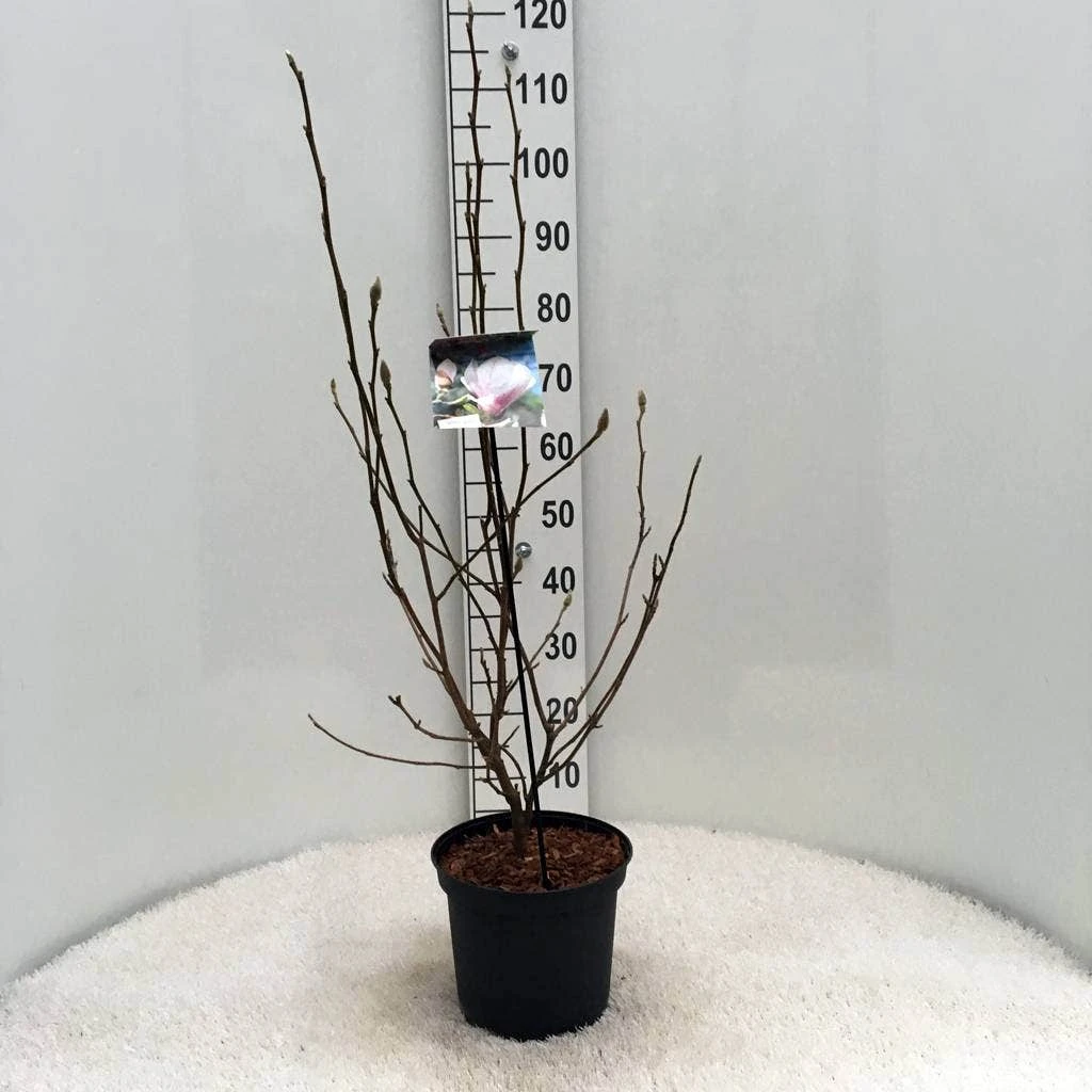 Beverboom (Magnolia Soulangeana) 6 Beverboom (Magnolia Soulangeana) - Image 4