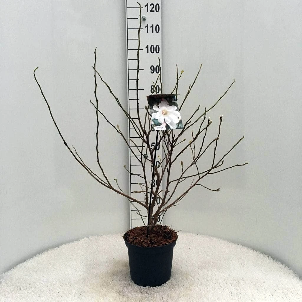 Stermagnolia (Magnolia Stellata) 15 Stermagnolia (Magnolia Stellata) - Image 13