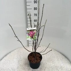 Beverboom (Magnolia Liliiflora 'Nigra') -Garden Plants Series Store ma. lil. nigra c5