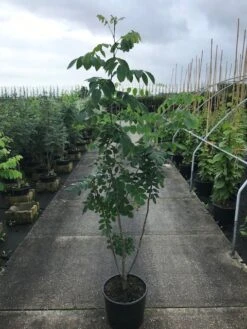 Maackia (Maackia Amurensis) -Garden Plants Series Store maackia amurensis c20 2 002 1