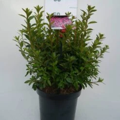 Japanse Azalea (Rhododendron 'Madame Van Hecke') -Garden Plants Series Store mad. v. hecke c4 voor