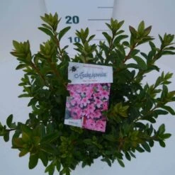Japanse Azalea (Rhododendron 'Madame Van Hecke') -Garden Plants Series Store mad. van hecke c2 boven 1