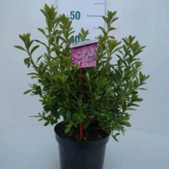Japanse Azalea (Rhododendron 'Madame Van Hecke') -Garden Plants Series Store mad. van hecke c2 voor