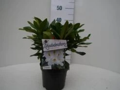 Rhododendron (Rhododendron 'Madame Masson') -Garden Plants Series Store madamme masson c2 voor