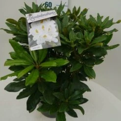 Rhododendron (Rhododendron 'Madame Masson') -Garden Plants Series Store madamme masson c7.5 zij