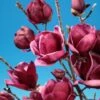 Beverboom (Magnolia 'Genie')
